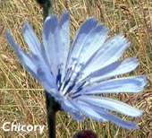 Chicory (chicorée)