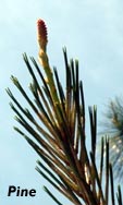 Pine (pin)